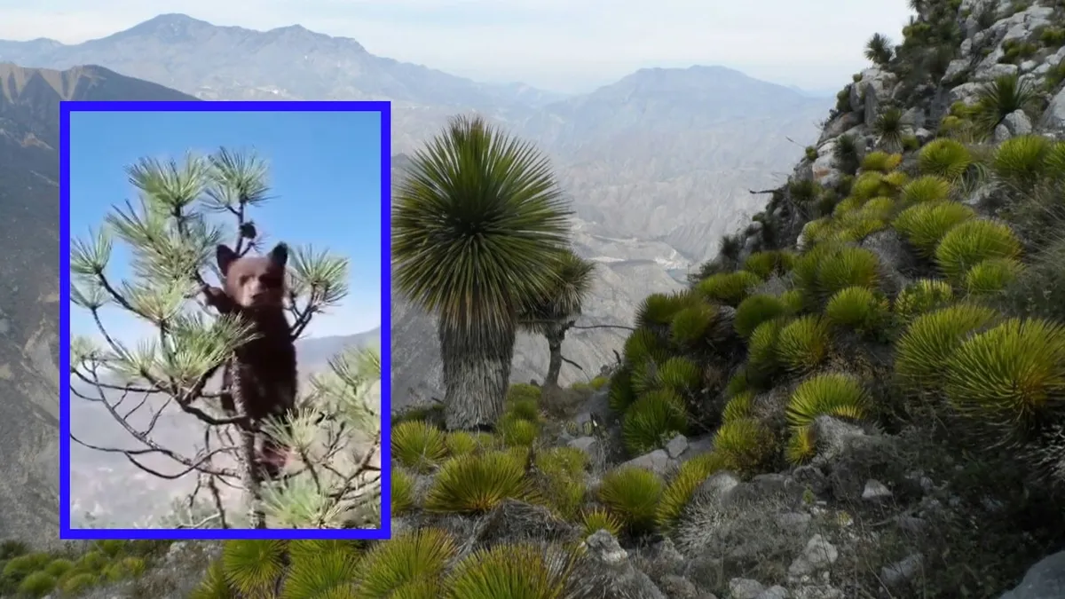 Avistamiento sospechoso de oso negro en el Parque Nacional Los Mármoles.