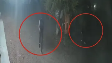 Captura de video de sujetos encapuchados