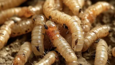 Plaga de gusano barrenador en Hidalgo