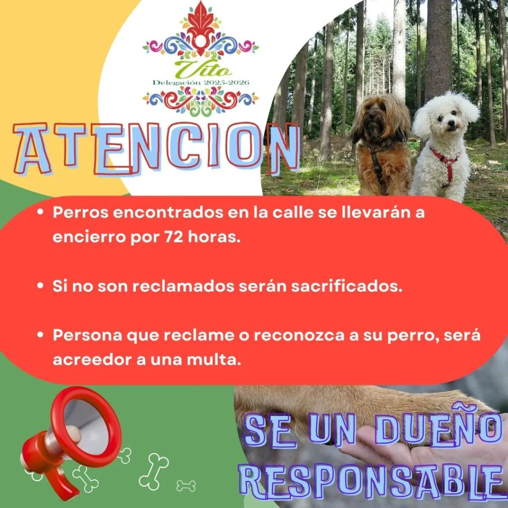 Atotonilco de Tula: comunidad sacrificará a perros sueltos sin reclamar; genera rechazo en redes