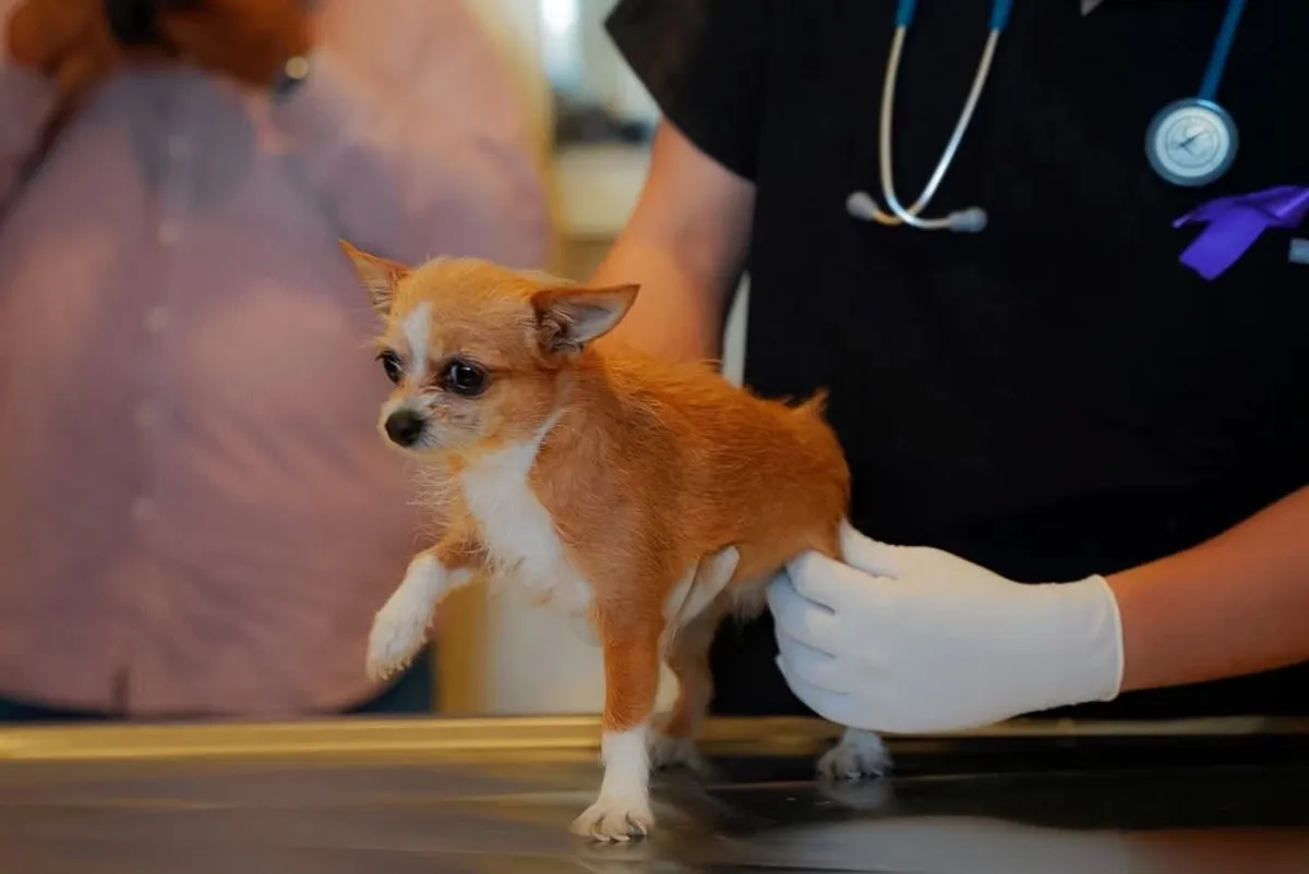 Revisión veterinaria