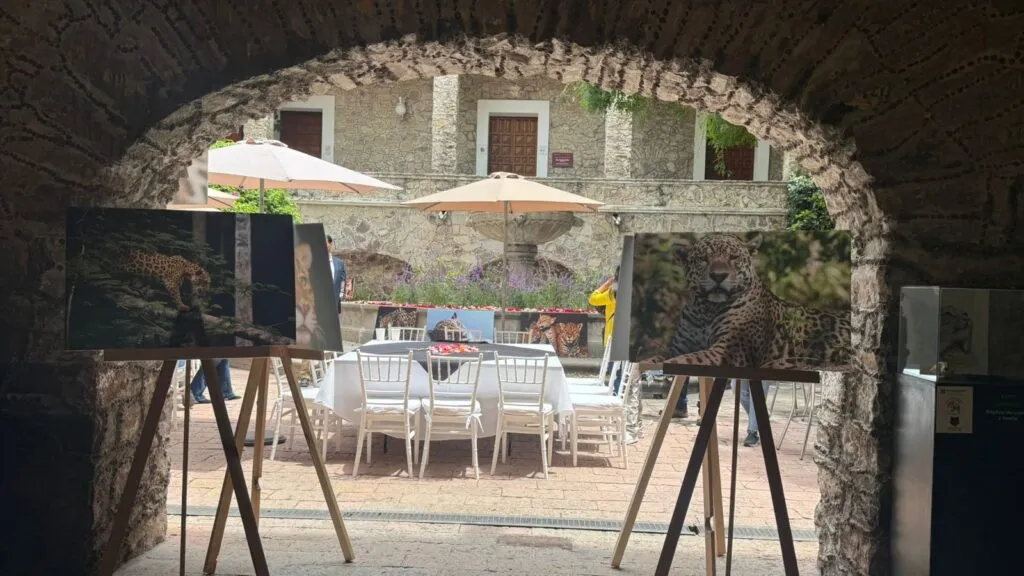 ¡Pacus inspira! Hidalgo celebra Día Estatal del Jaguar