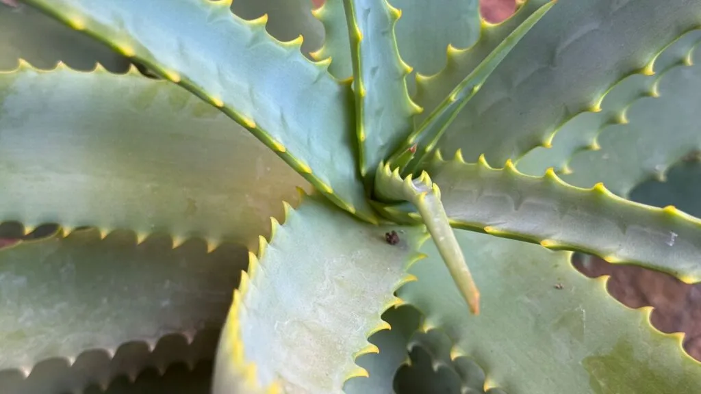 María del Carmen, la mujer que sanó su vida para sanar la de otros