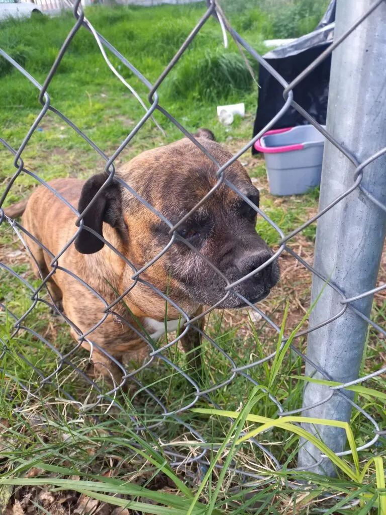Denuncian presunto abandono de perritos en Pachuca