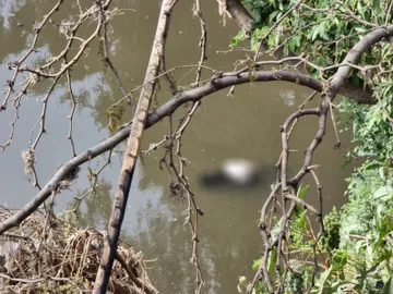 Hallan cadáver flotando sobre aguas del río Tula