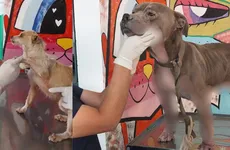 Autoridades rescatan perros por omisión de cuidados