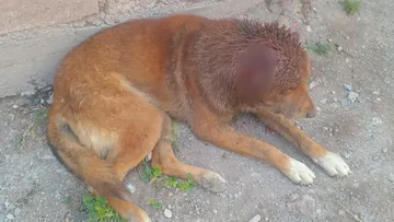 Perro rescatado con heridas graves