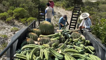 Replantación de cactáceas en Cardonal
