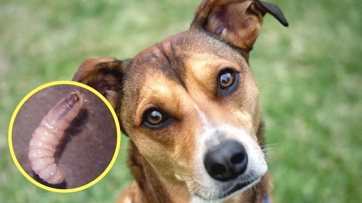 Perro y gusano barrenador