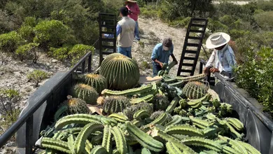 Replantación de cactáceas en Cardonal