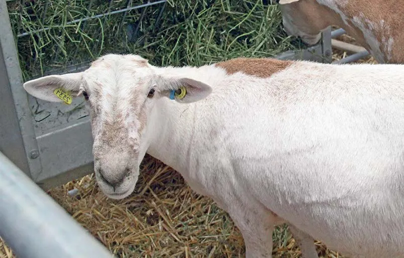 Expo Feria La Ganadera Hidalgo 2026: ganadería, espectáculos ecuestres y música en el Megadomo