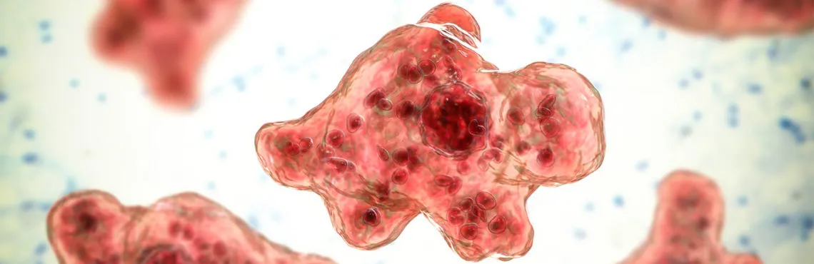 ¿Cuáles son los síntomas de la ‘ameba comecerebros’ y cómo afectan al cuerpo?
