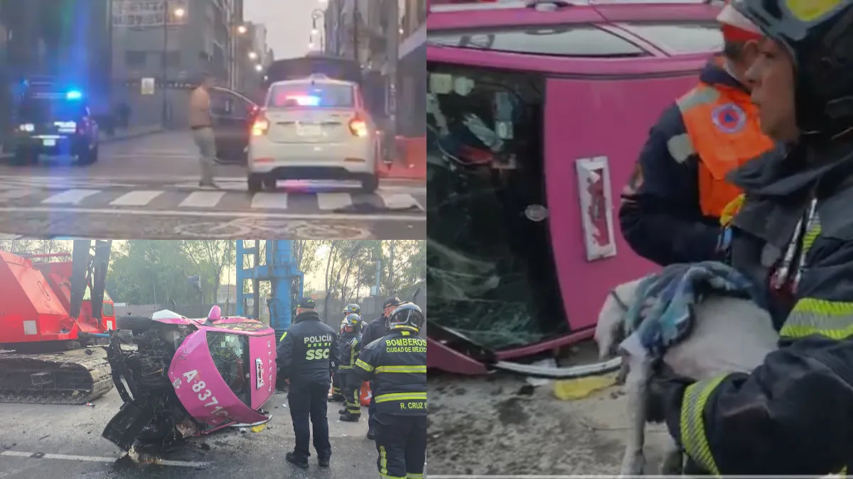 Un perrito sobrevive a choque ocurrido en Navidad en San Antonio Abad, donde un taxista murió tras impactarse contra una palmera y volcar.