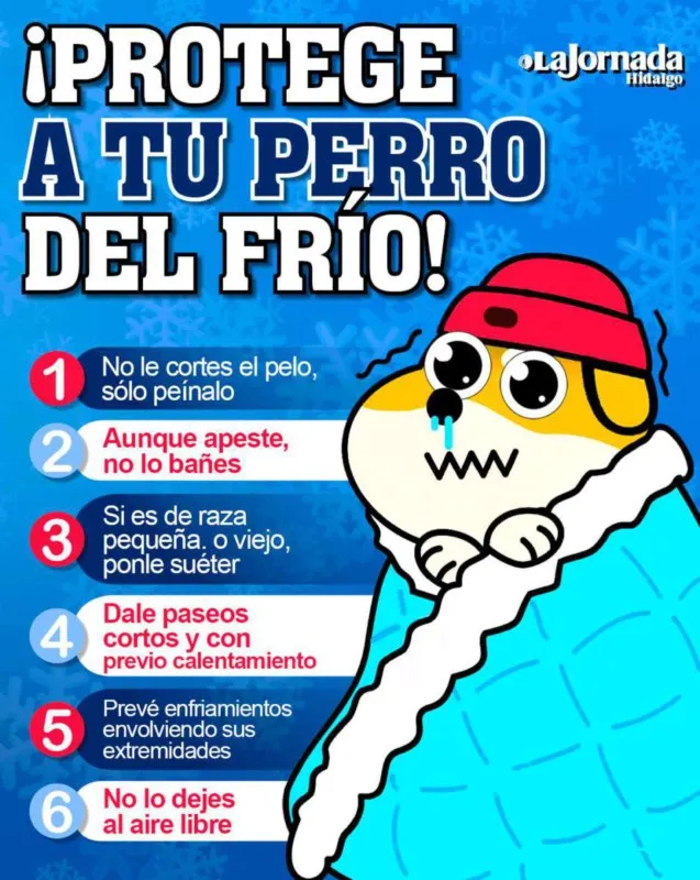 ¿A qué temperatura tienen frío los perros?