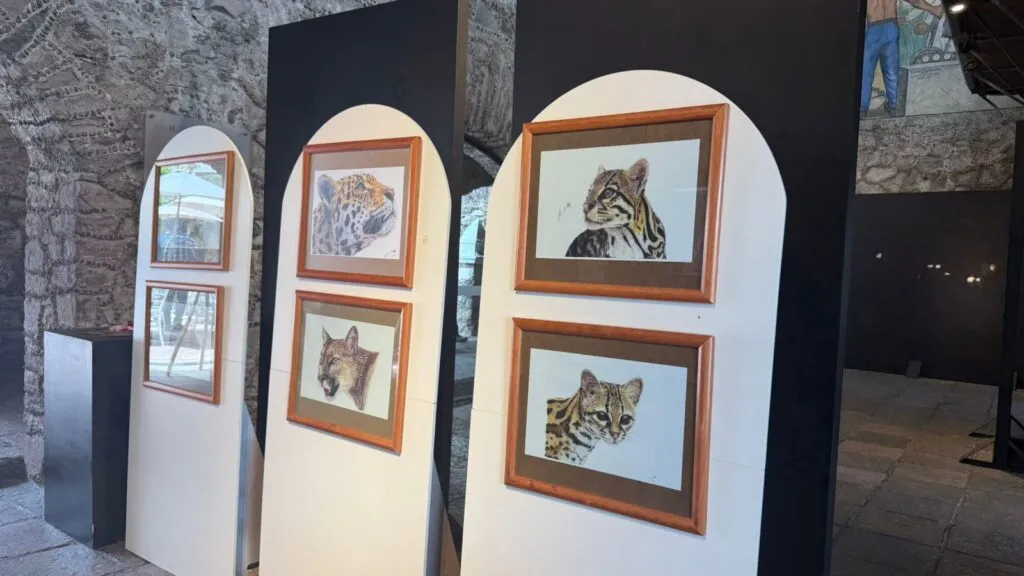 ¡Pacus inspira! Hidalgo celebra Día Estatal del Jaguar