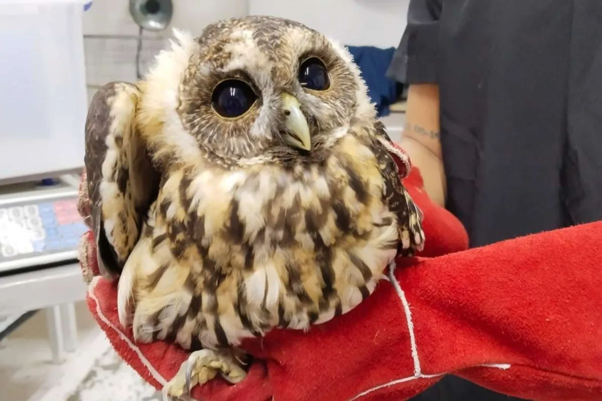 Rescatan a búho café con fractura en un ala