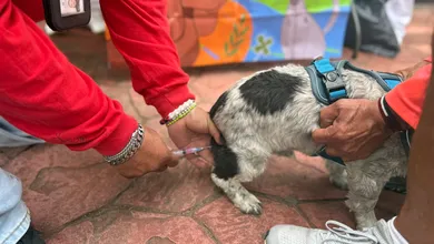 Del 8 al 12 de septiembre, Pachuca realiza la Jornada de Vacunación Antirrábica Canina y Felina para proteger a tus mascotas.