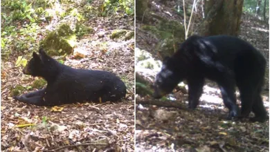 Oso negro en Hidalgo; COESBIOH alerta sobre fotos falsas del presunto avistamiento en Chilcuautla.