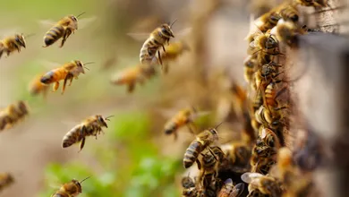 Bomberos atienden un reporte por ataque de abejas en la colonia Horacio Camargo, Huejutla.