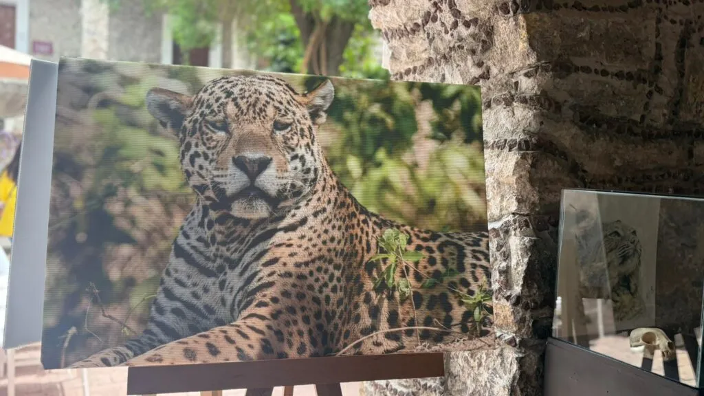 ¡Pacus inspira! Hidalgo celebra Día Estatal del Jaguar