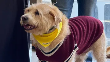 Tlapacoya se viste de cultura y perritos: ¡no te lo pierdas!