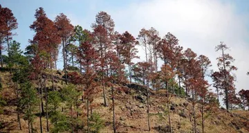 Hidalgo, entre los estados con más plagas forestales en México durante 2026