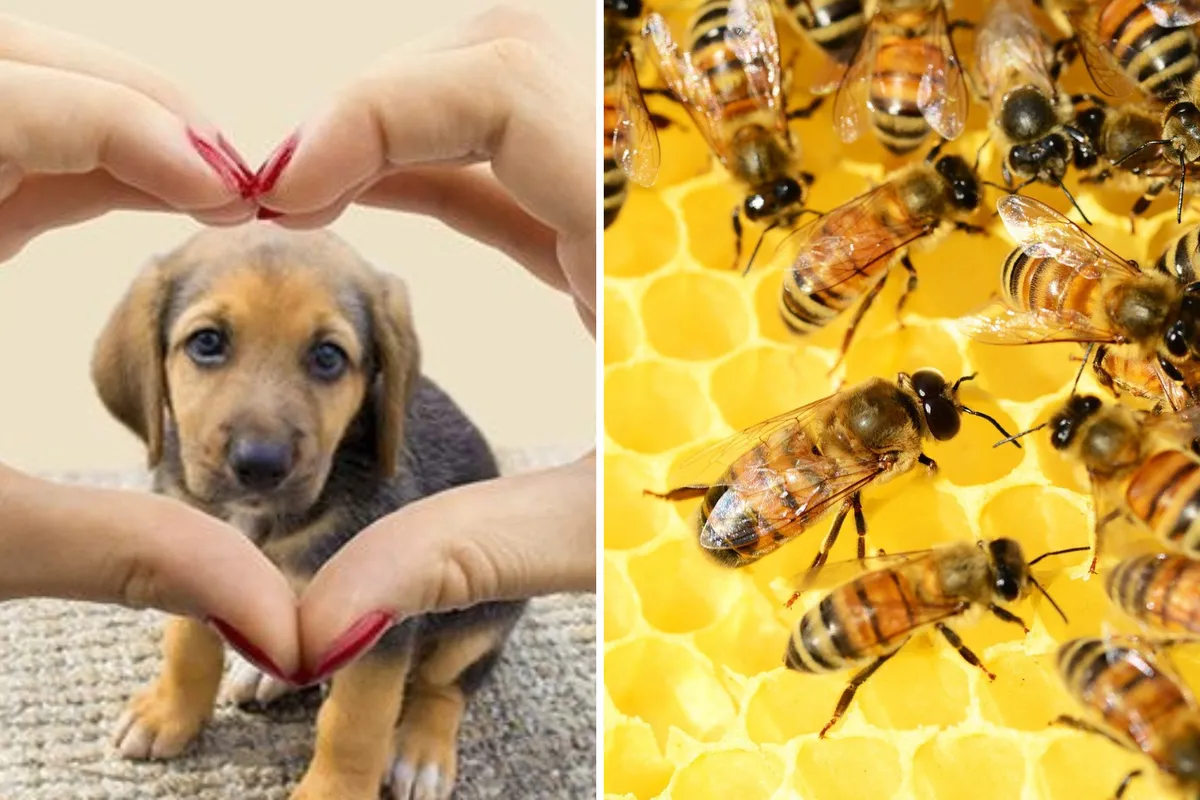 Nuevas leyes buscan proteger animales y apoyar a apicultores hidalguenses. Descubre cómo impactarán a la comunidad.