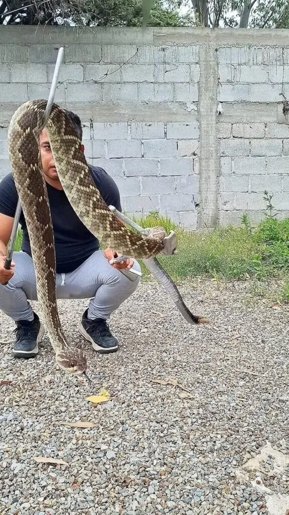 Capturan víboras de cascabel en rancho de Zimapán y las liberan de manera segura