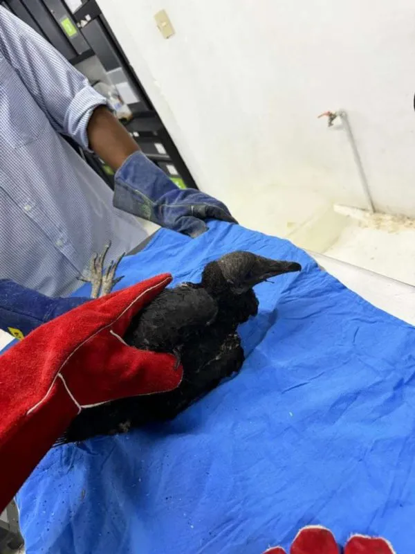 En Pachuca atienden a zopilote quemado en incendio de Tenango de Doria