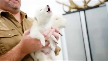 Científicos reviven al lobo huargo, famoso por la serie Game of Thrones| VIDEO