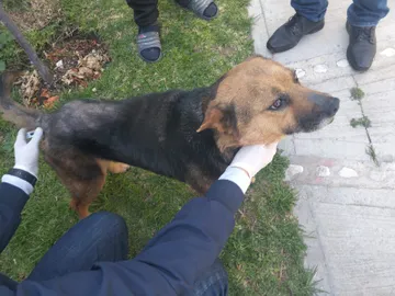 Mineral de la Reforma: rescatan a perrita víctima de crueldad extrema y presunto abuso en Colinas de Plata