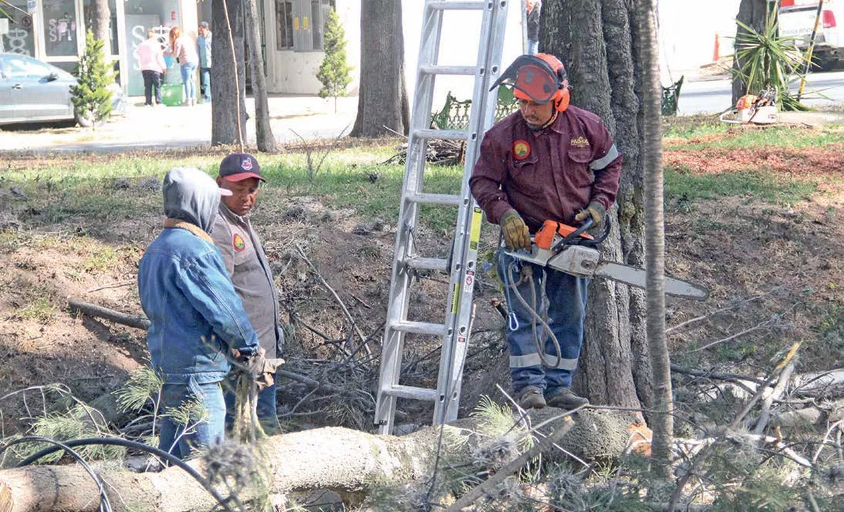 Talan árboles del parque Pasteur por plaga
