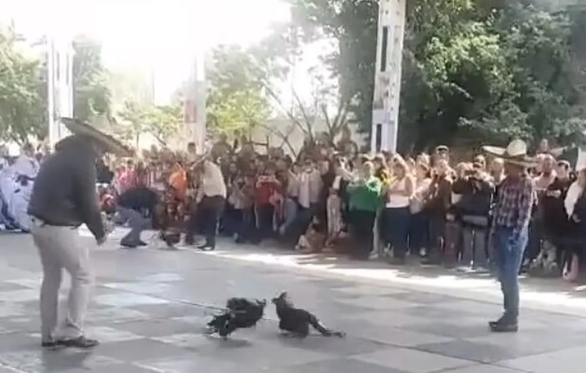 VIDEO: Denuncian pelea de gallos en primaria de Pachuca; organización exige acciones