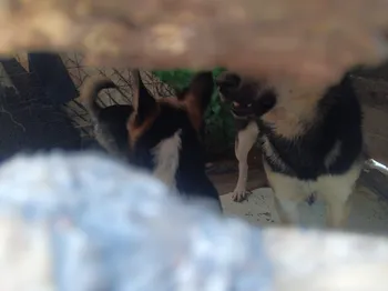 Inspección de autoridades por animales en domicilio
