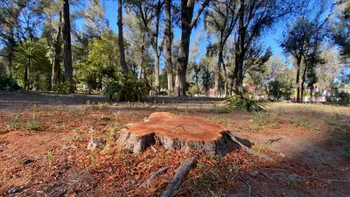 Bosque de Hidalgo