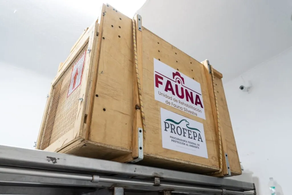 ¡Regresa a casa! Liberan yaguarundí tras un año en rehabilitación