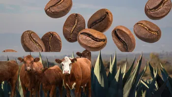 maguey, café y ganadería