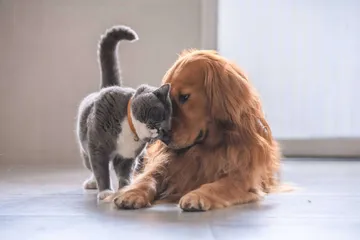 Vacunarán GRATIS a perros y gatos en colonia de Pachuca