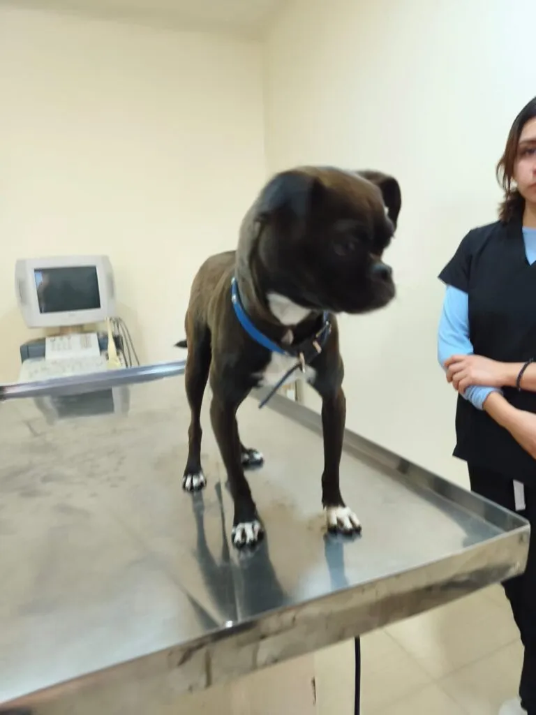 ¡Qué poca! Rescatan a perrita amarrada a semáforo en Pachuca