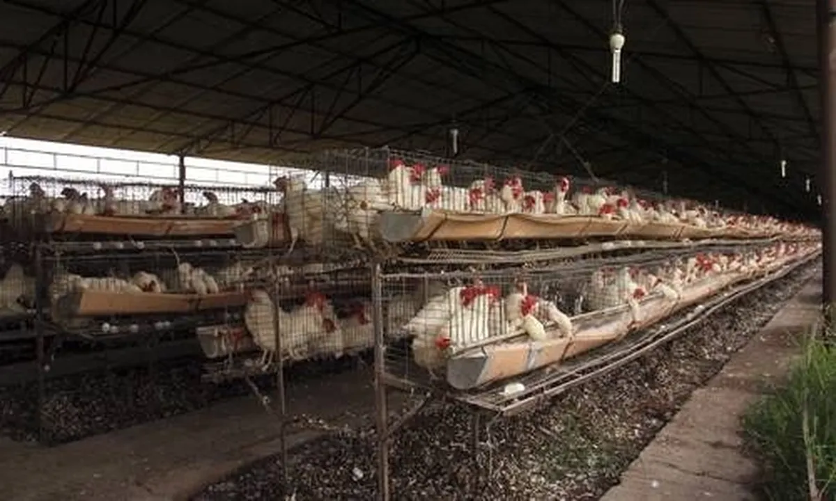 Deceso por influenza aviar en EU desata temor a una pandemia