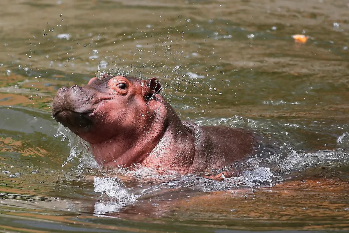 Tuzoofari da la bienvenida a nuevo bebé hipopótamo y más criaturas