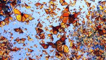 Mariposas monarca
