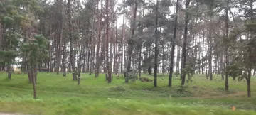 Cae plaga de descortezador y retiran árboles enfermos en El Tejocotal