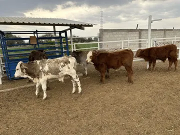 Hidalgo registra siete casos de rabia bovina en 2025