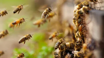 Bomberos atienden un reporte por ataque de abejas en la colonia Horacio Camargo, Huejutla.