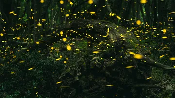 luciernagas