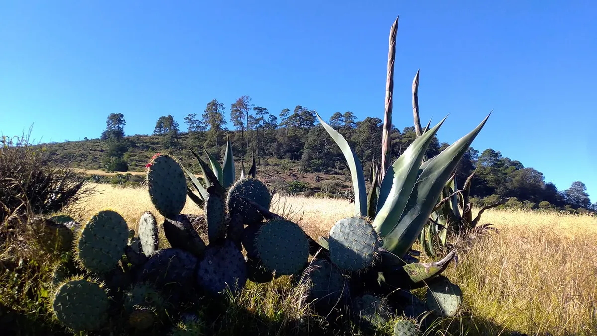Realizarán el primer Foro del ‘Manejo Sustentable del Maguey’