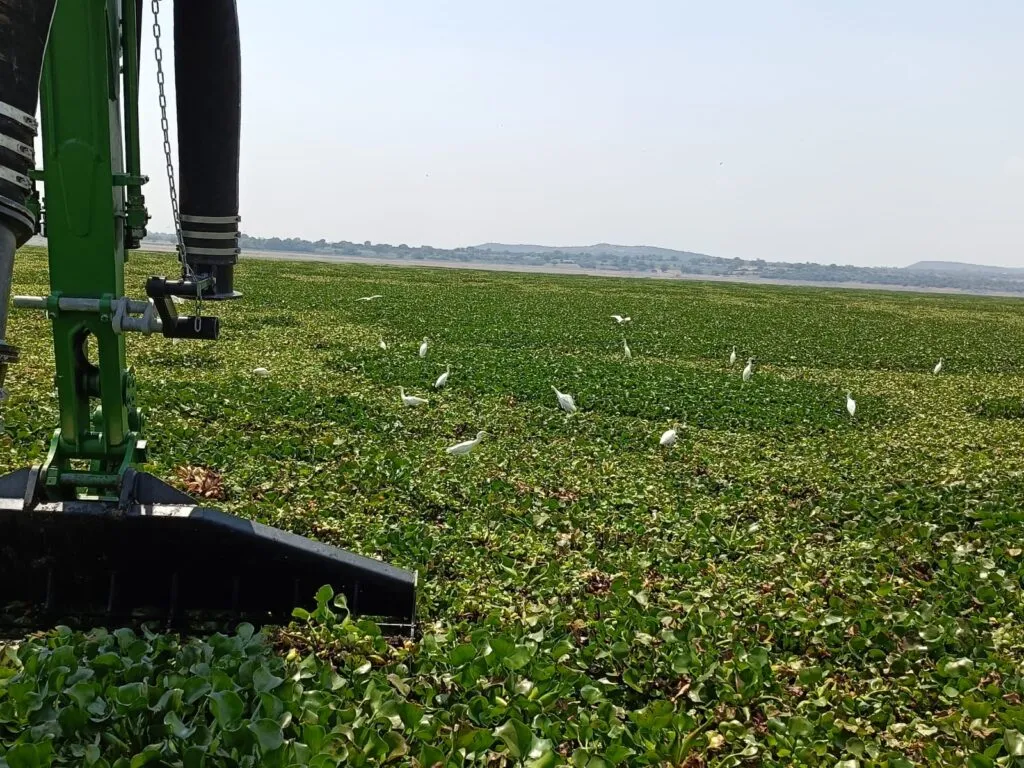 Marinos y pobladores mantienen lucha contra el lirio en la presa Endhó; desmienten a panistas