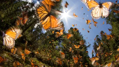 mariposa monarca