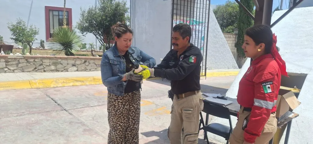 Gaviota migratoria herida es rescatada en Tlaxcoapan y trasladada a Semarnath en Pachuca